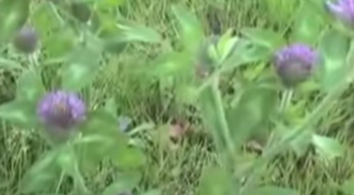 Преподобни мученик Дула…Блажени Августин, епископ ипонски